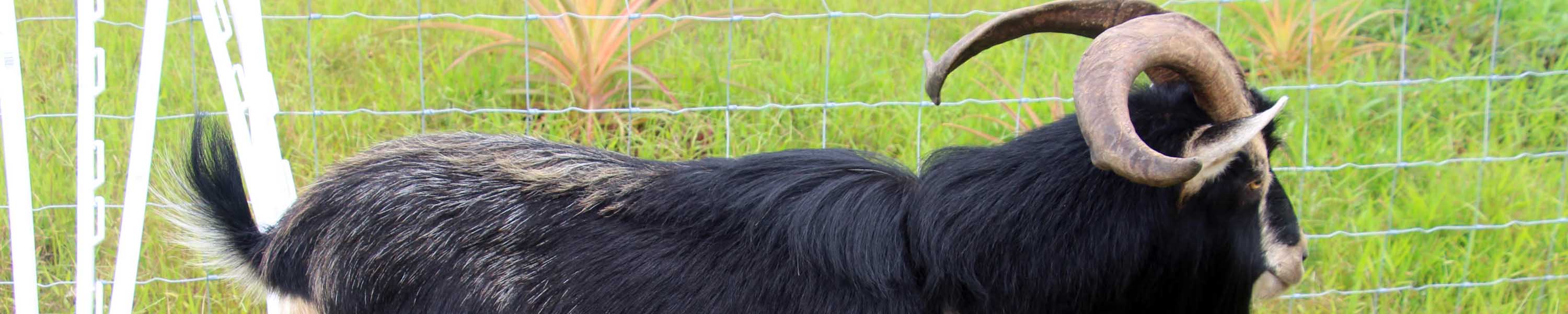 Billy checking out a new pasture