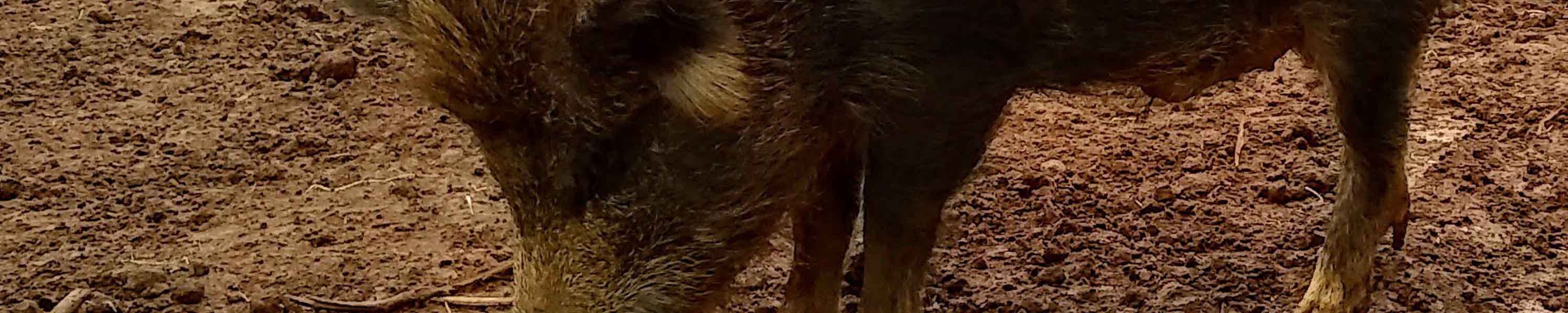 Blue investigating his surroundings