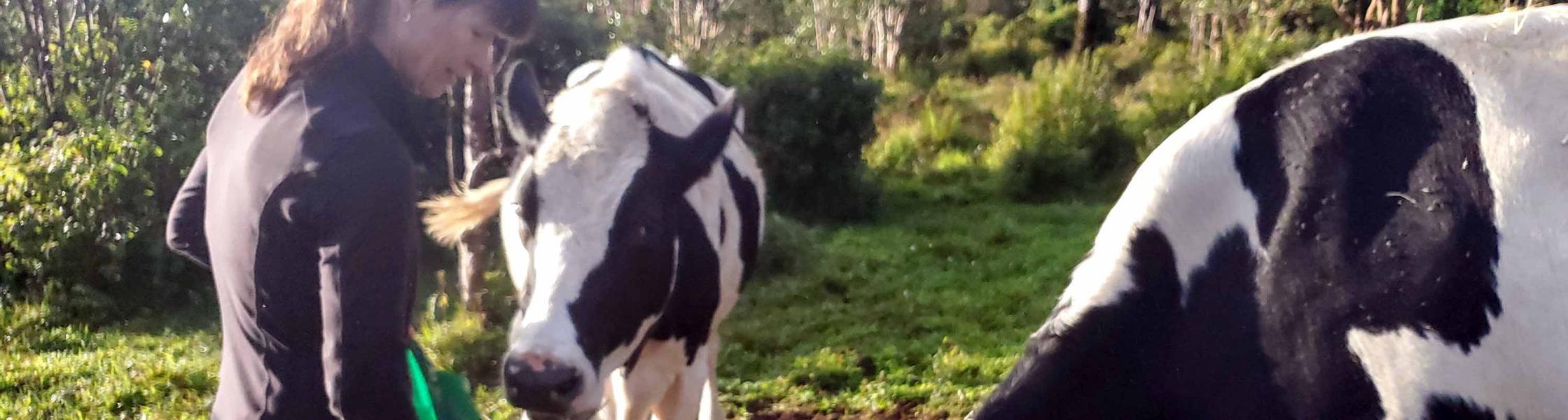 Marilee feeding the cows