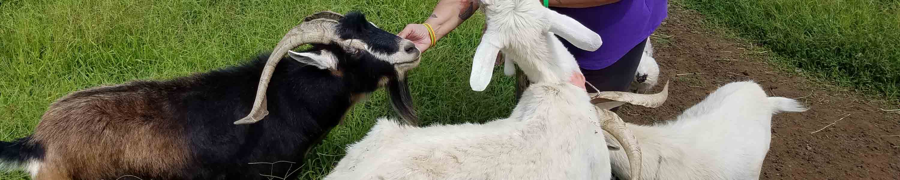 Goats getting cuddles