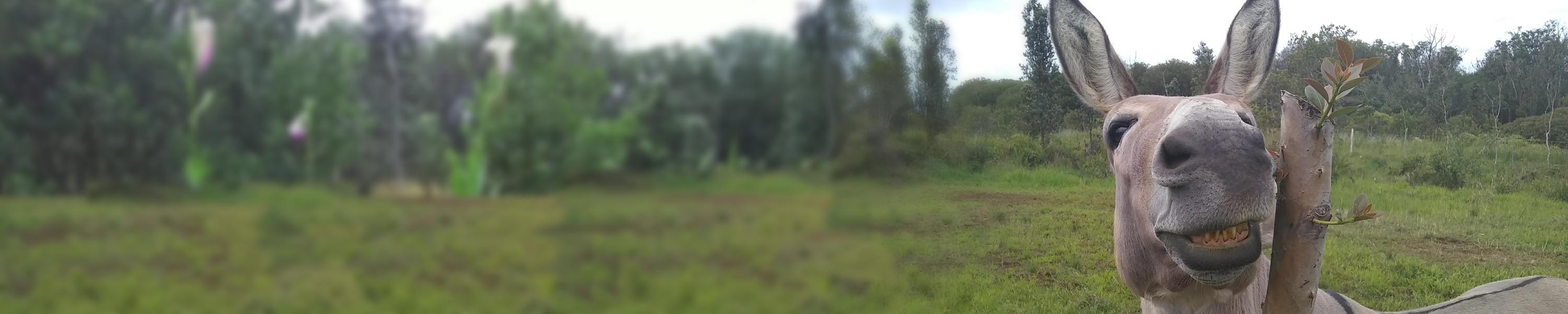 Eddie checking out some new growth on guava posts