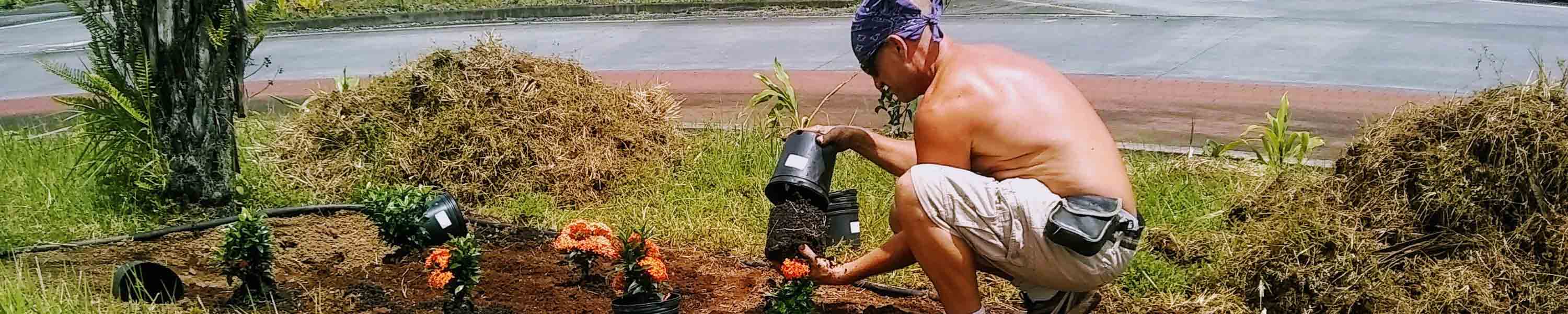 Assisting the planting at the Pahoa traffic circle