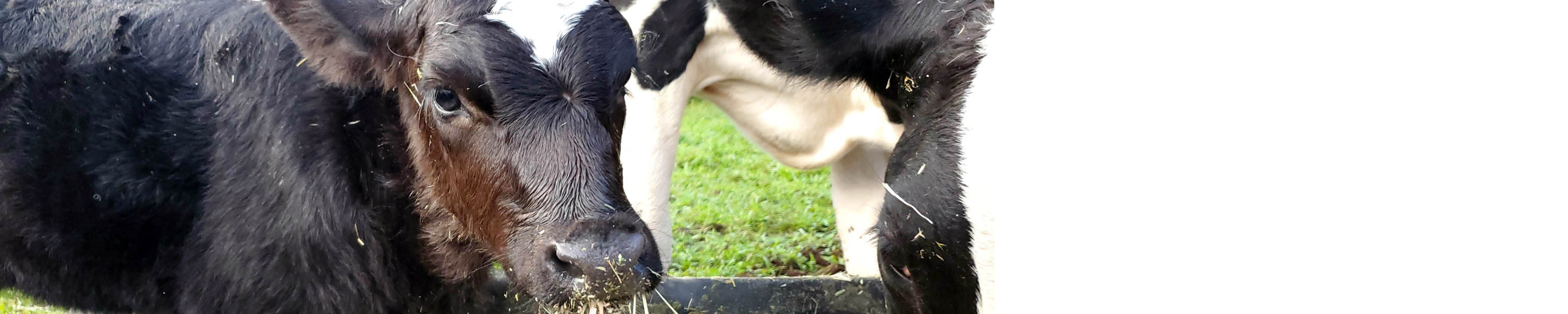 Lahi'a learning to eat alfalfa