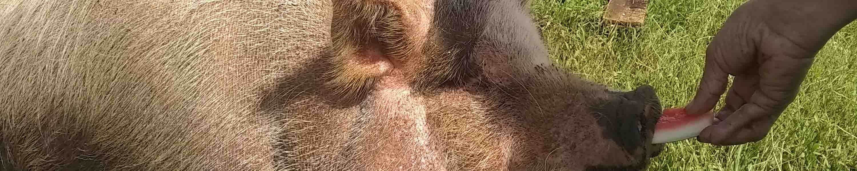 Laverne enjoying some watermelon