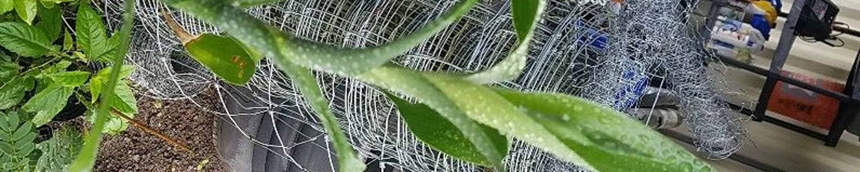 Lucky bamboo