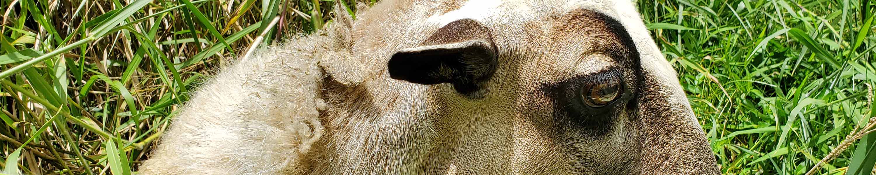 Solomon the sheep