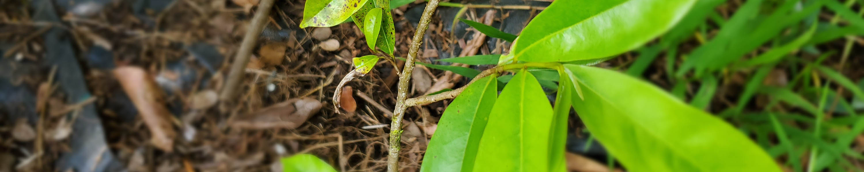 Soursop