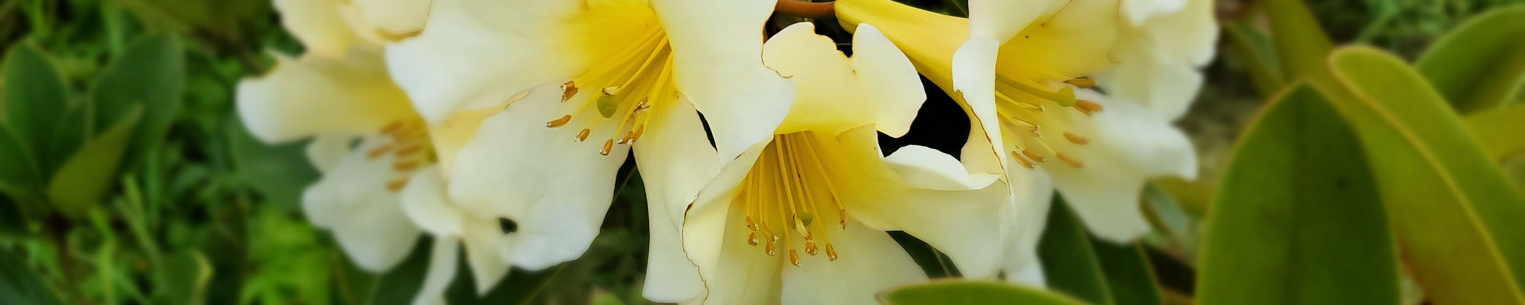Lemon Drop Rhododendron