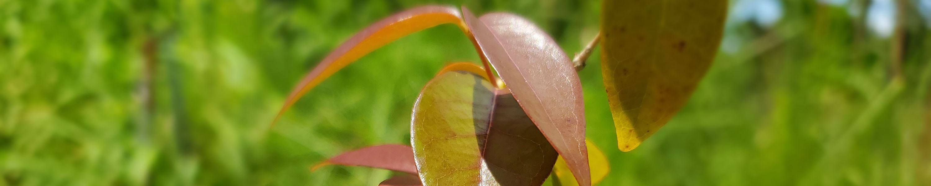 Suriname cherry