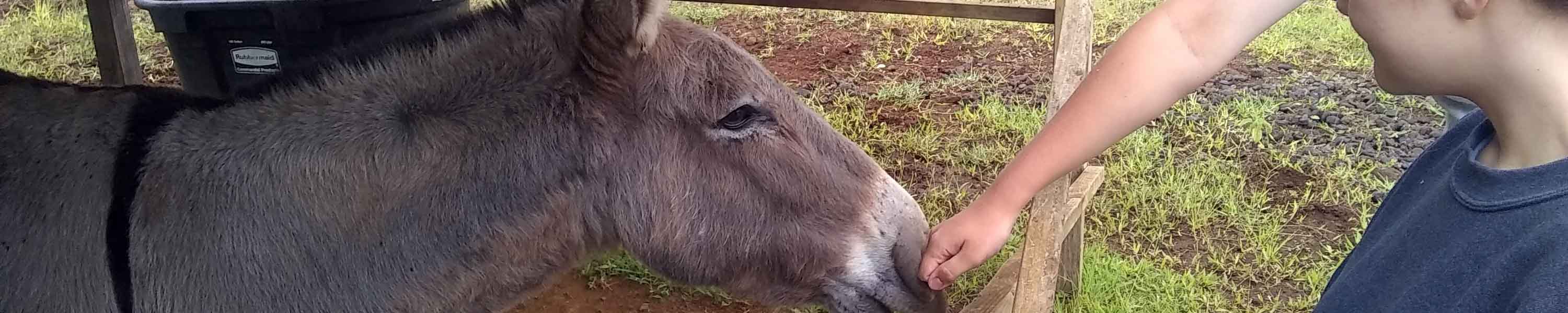 Teens reaching out to Louie, the donkey