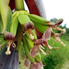 Gold Moon bananas blossoming in the food forest