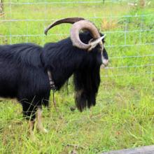 Billy checking out a new pasture