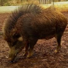 Blue investigating his surroundings