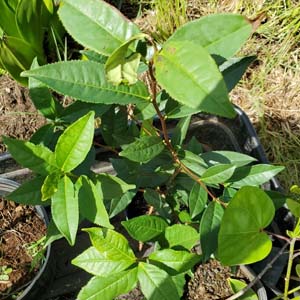 Camellia Tea