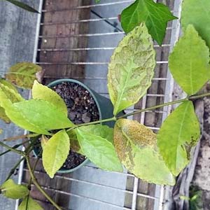 Chulan tree