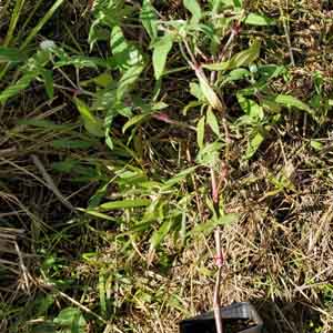 Common Globe Amaranth