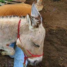 Flo getting her hooves trimmed