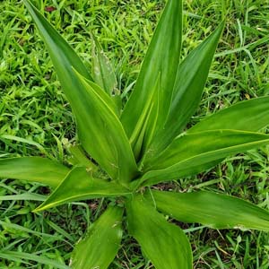 Giant Cabuya