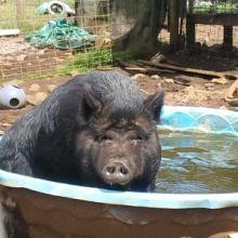 Lilo cooling off in the paddle pool
