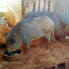 Ole eating his dinner with the other wild boar