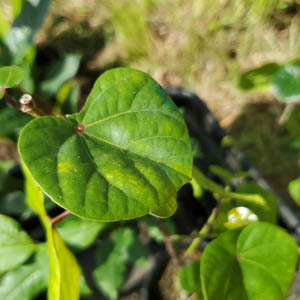 Sea Hibiscus