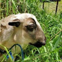 Solomon the sheep