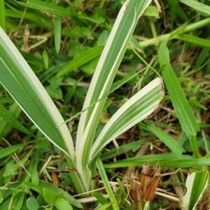 Spider Plant