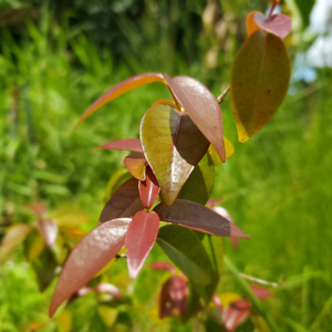 Suriname cherry