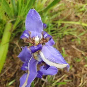 Yellow Flag Iris